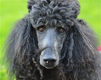 Long nose hot sale poodle